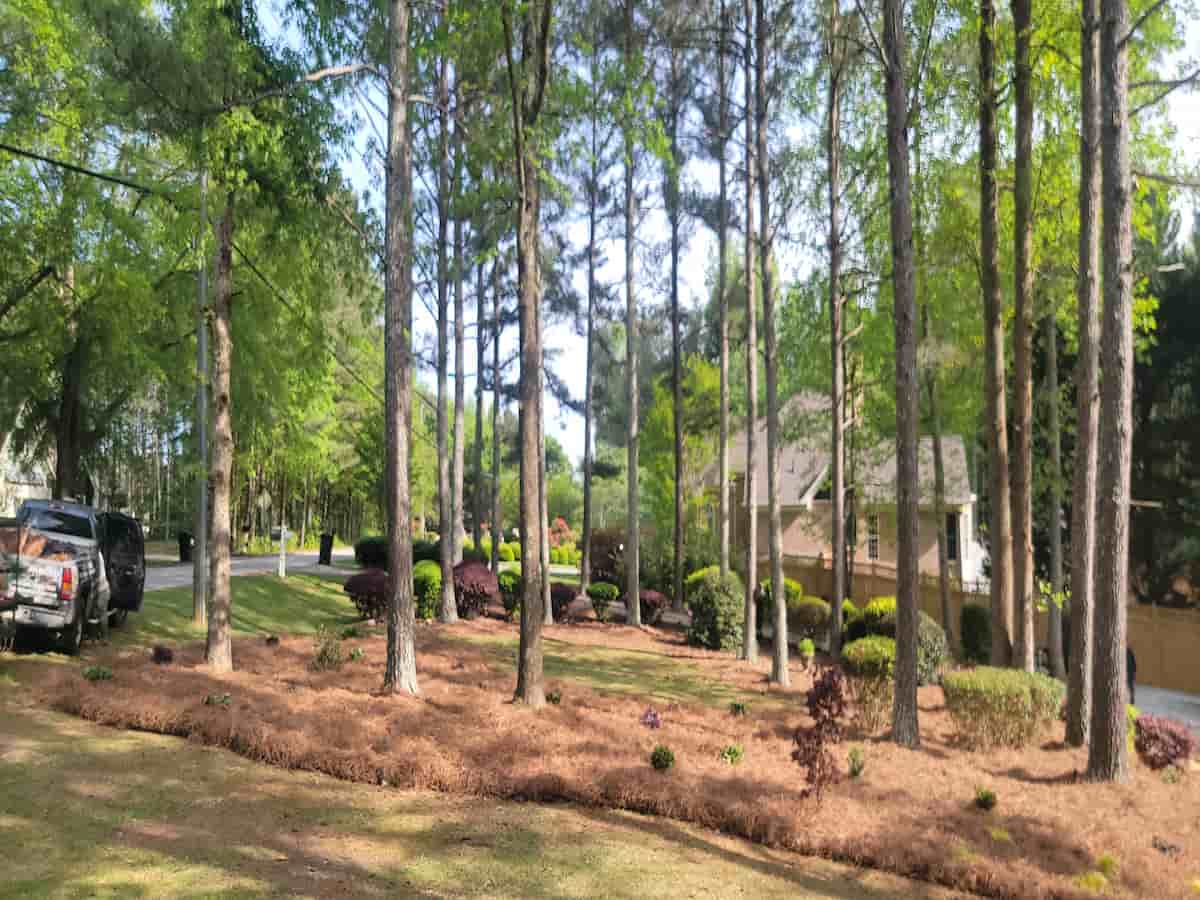Tree Removal in Powder Springs, GA
