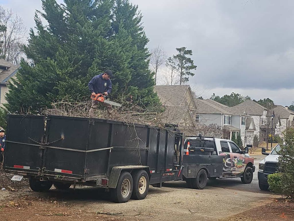 Tree Services